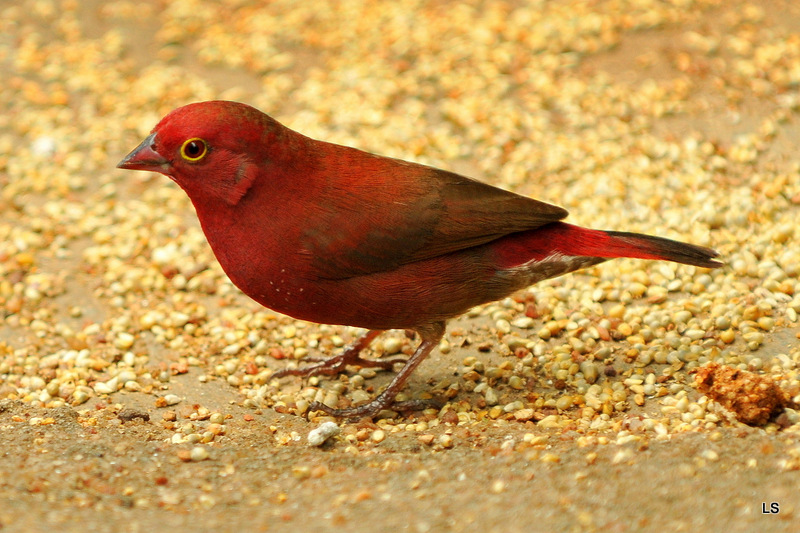 Amarante du Sénégal/Red-billed Firefinch (1)