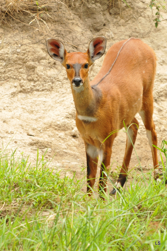 Guib harnaché/Bushbuck (3)