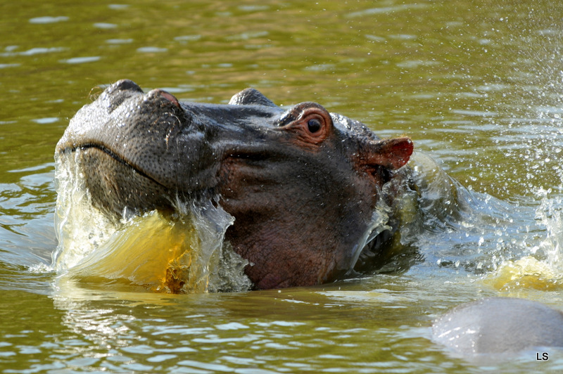 Hippopotame/Hippopotamus (2)