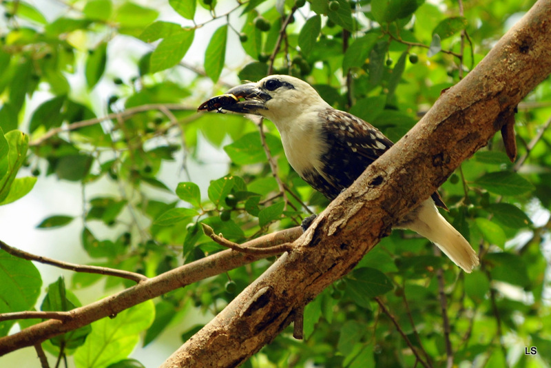 Barbican à tête blanche/White-headed Barbet (1)