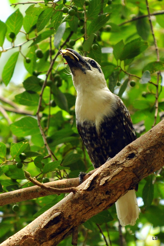 Barbican à tête blanche/White-headed Barbet (2)