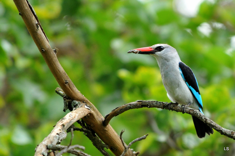 Martin-chasseur du Sénégal/Woodland Kingfisher (1)