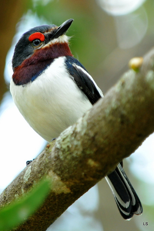 Pririt à collier/Common Wattle-Eye (2)