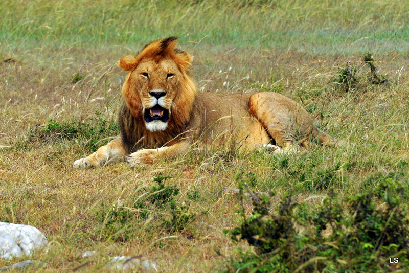 Lion (54)