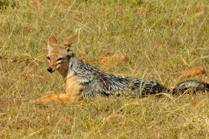 Chacal à chabraque/Black-backed Jackal (1)