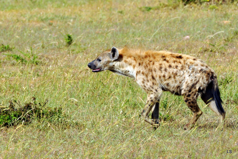 Hyène tachetée/Spotted Hyena (1)