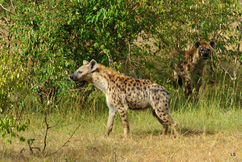 Hyène tachetée/Spotted Hyena (3)