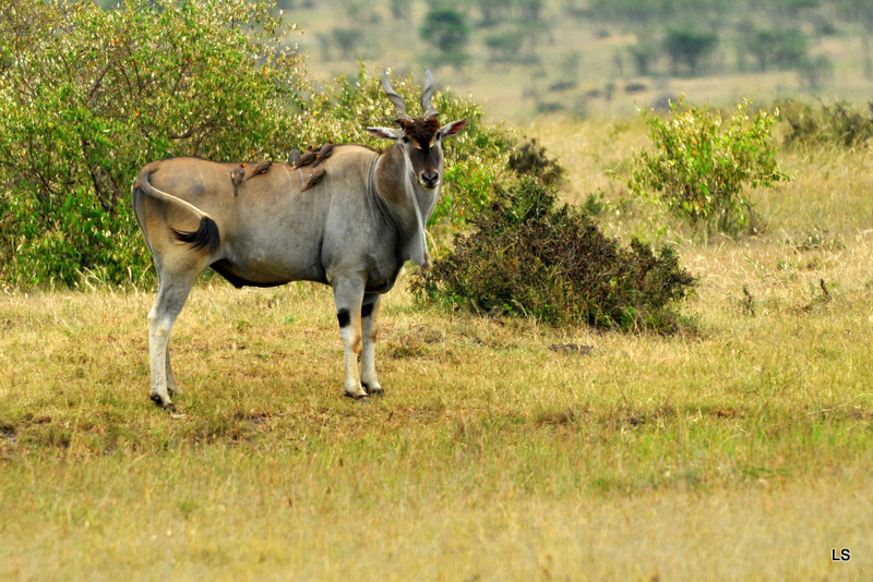 Eland du Cap/Cape Eland (2)