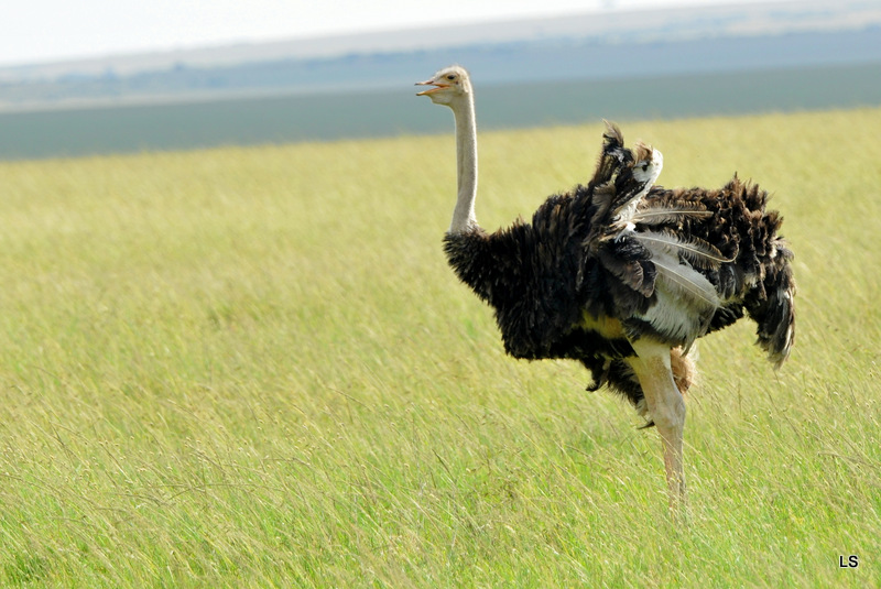 Autruche/Ostrich (1)