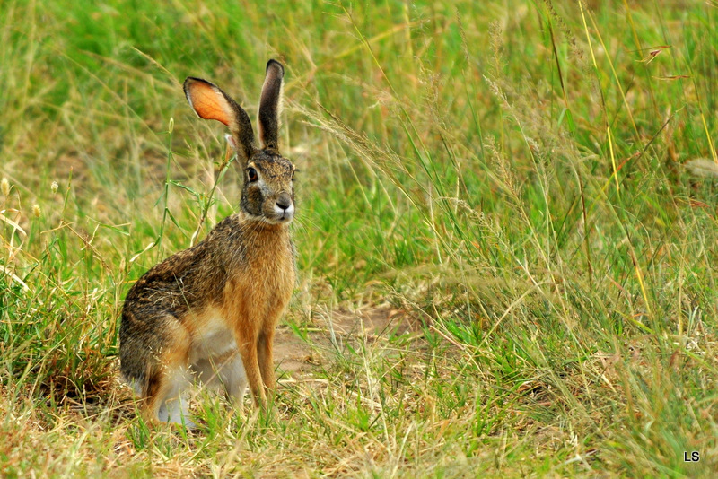 Lièvre/Hare (1)