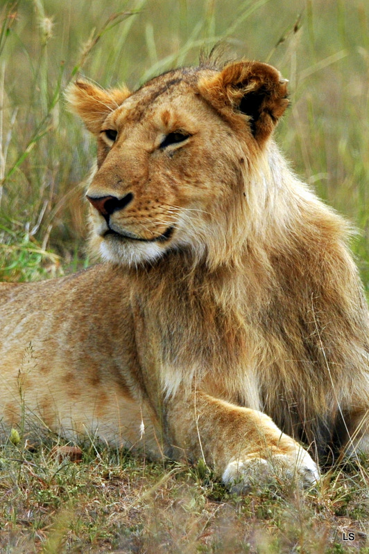 Lion (60)