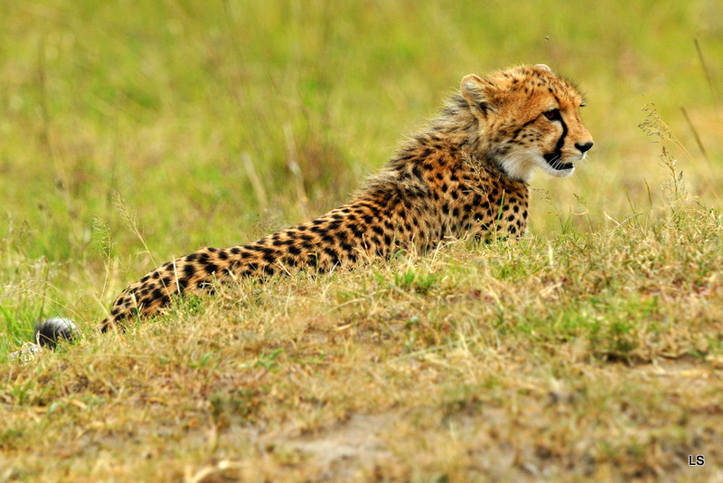 Guépard/Cheetah (3)