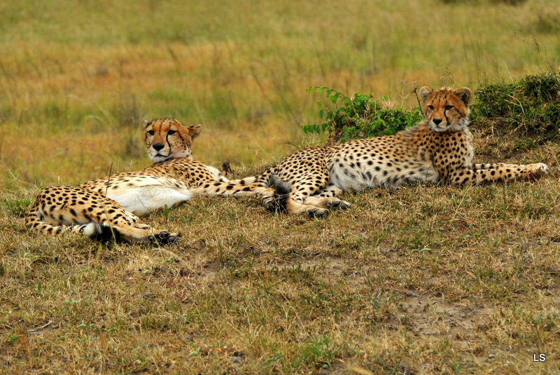 Guépard/Cheetah (6)