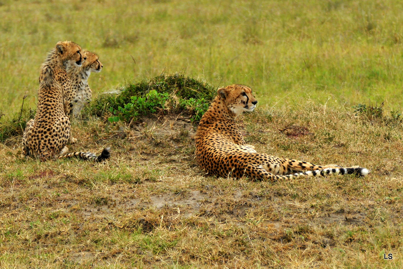 Guépard/Cheetah (8)