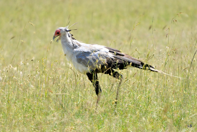 Serpentaire/Secretary Bird (1)