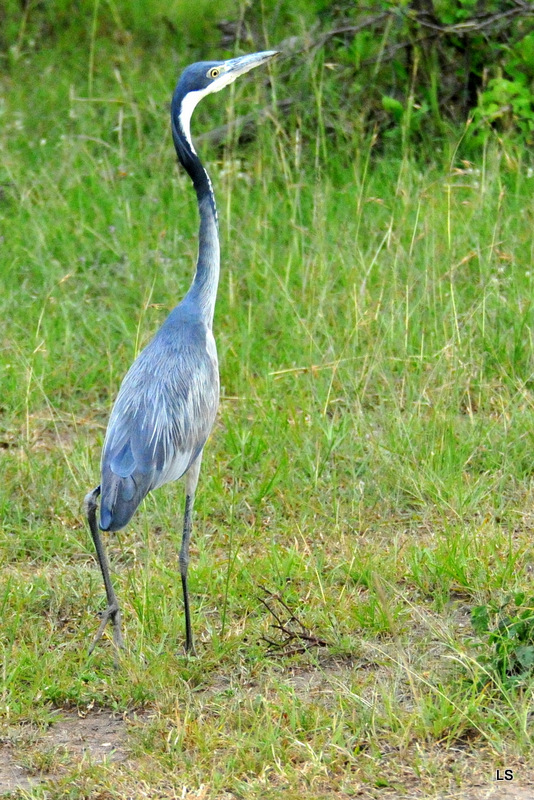 Héron mélanocéphale/Black-headed Heron (1)