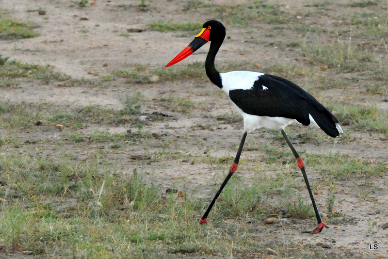 Jabiru d'Afrique/Saddle-billed Stork (2)