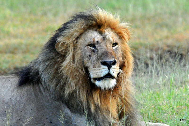 Lion (68)