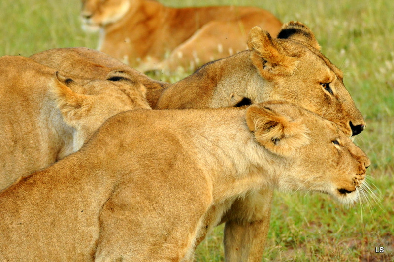 Lion (81)