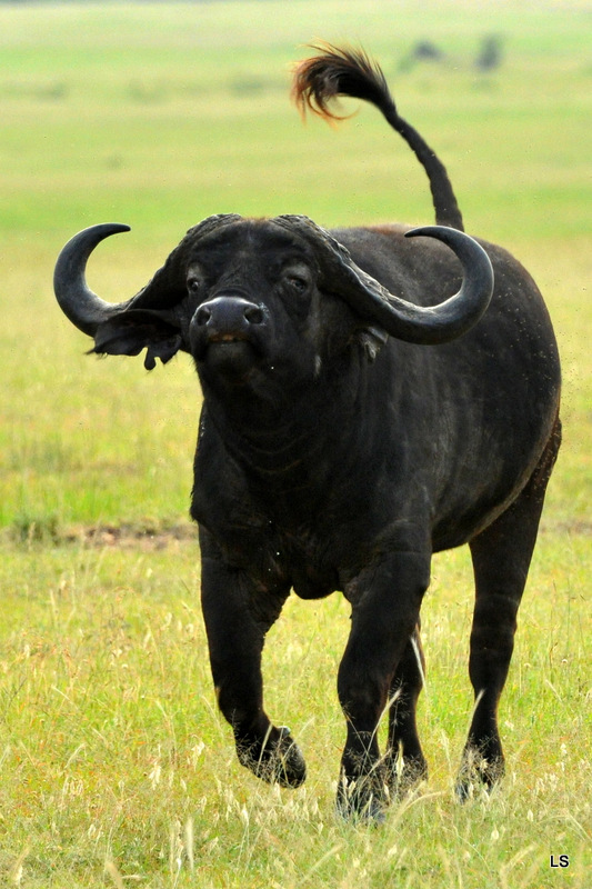 Buffle du Cap/Cape Buffalo (8)