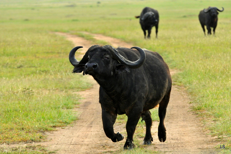 Buffle du Cap/Cape Buffalo (9)