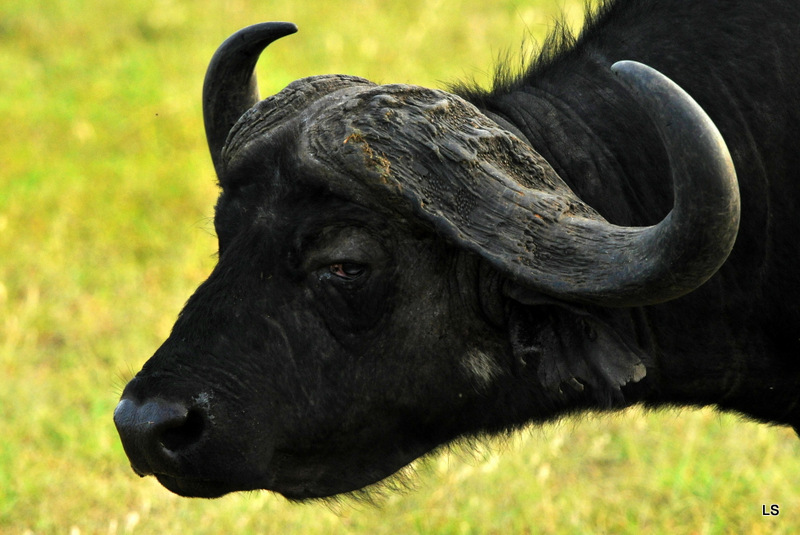 Buffle du Cap/Cape Buffalo (10)