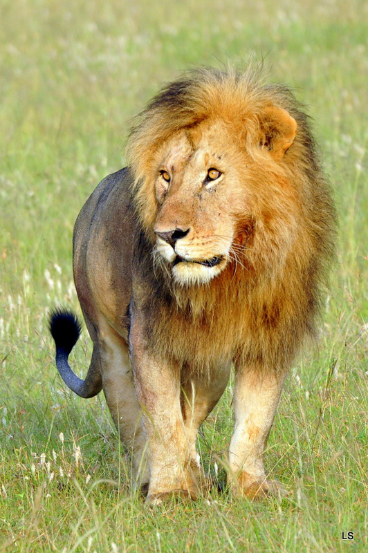 Lion (102)