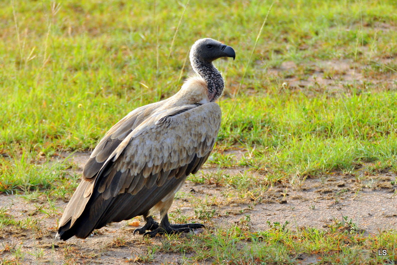 Vautour africain/African White-backed Vulture (1)