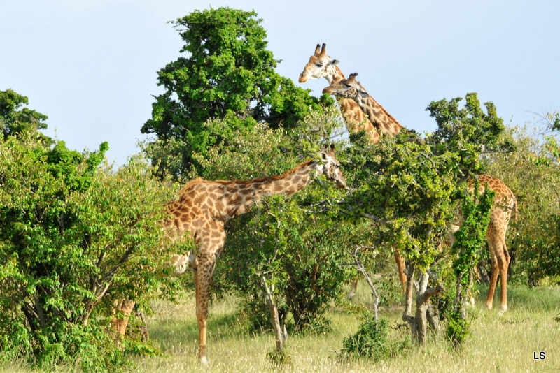 Girafe/Giraffe (1)