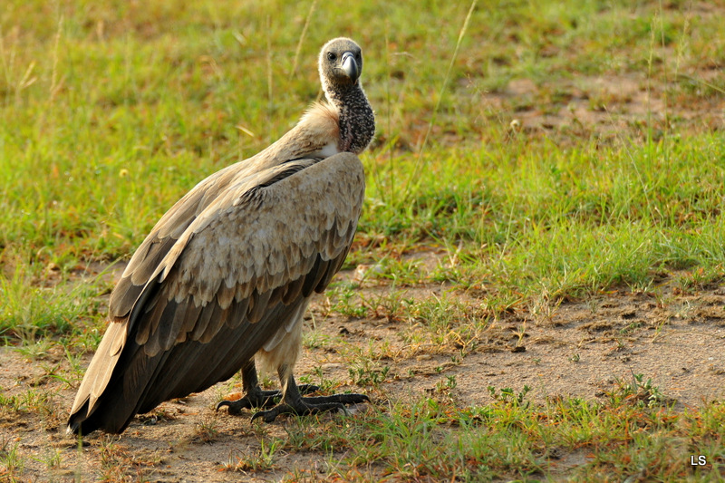 Vautour africain/African White-backed Vulture (2)
