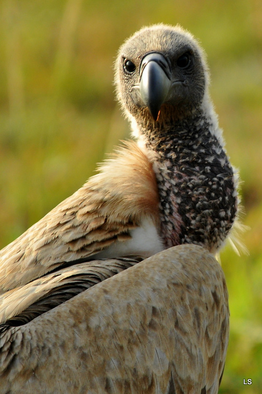 Vautour africain/African White-backed Vulture (3)