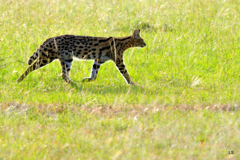 Serval/Serval Cat (1)