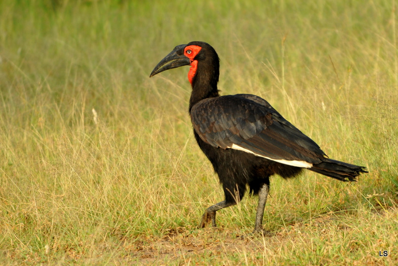 Bucorve/Ground Hornbill