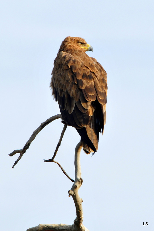 Aigle ravisseur/Tawny Eagle (4)