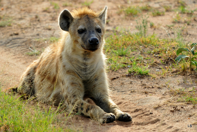 Hyène tachetée/Spotted Hyena (4)