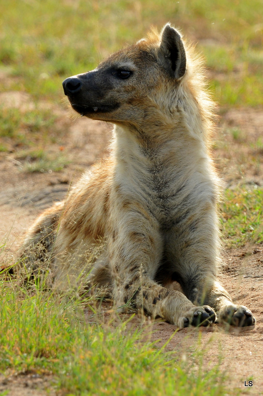 Hyène tachetée/Spotted Hyena (5)