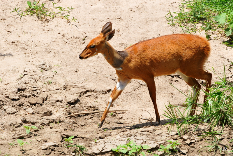 Guib harnaché/Bushbuck (1)