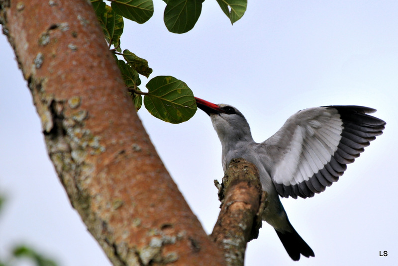Martin-chasseur du Sénégal/Woodland Kingfisher (4)