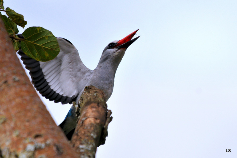 Martin-chasseur du Sénégal/Woodland Kingfisher (6)