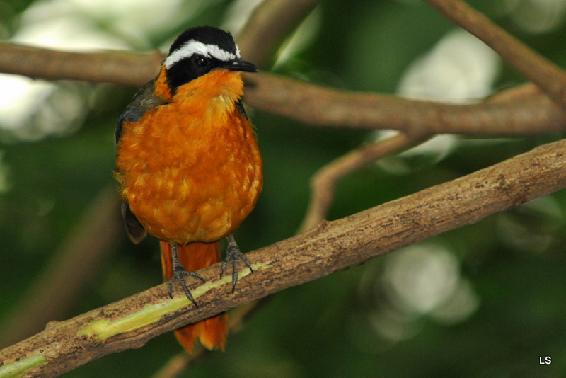 Cossyphe de Heuglin/White-browed Robin-chat (3)