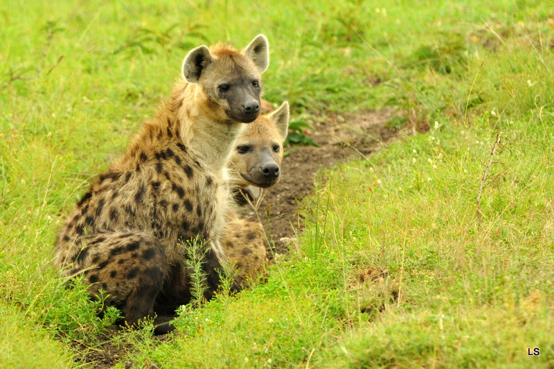 Hyène tachetée/Spotted Hyena (6)