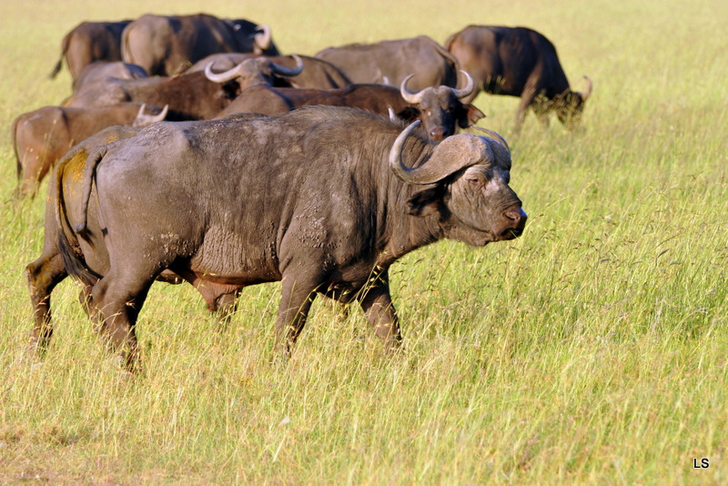 Buffle du Cap/Cape Buffalo (7)