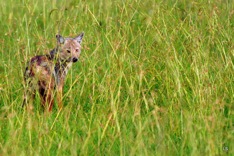 Chacal doré/Golden Jackal (1)