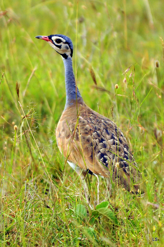Outarde/Bustard (1)