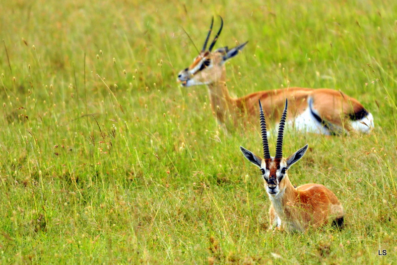 Gazelle de Thomson (2)