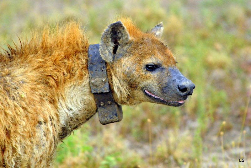 Hyène tachetée/Spotted Hyena (7)