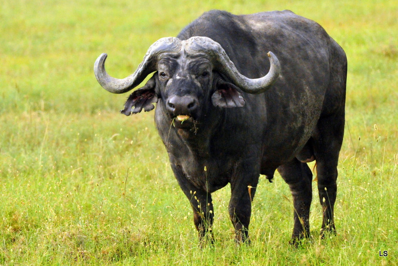 Buffle du Cap/Cape Buffalo (13)