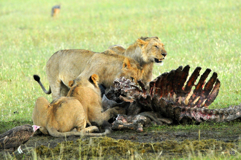 Lion (134)