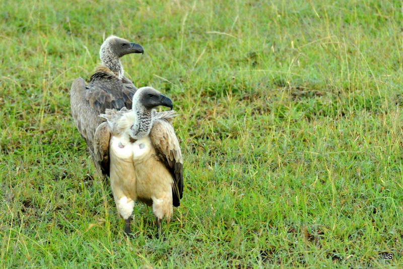Vautour africain/African White-backed Vulture (4)