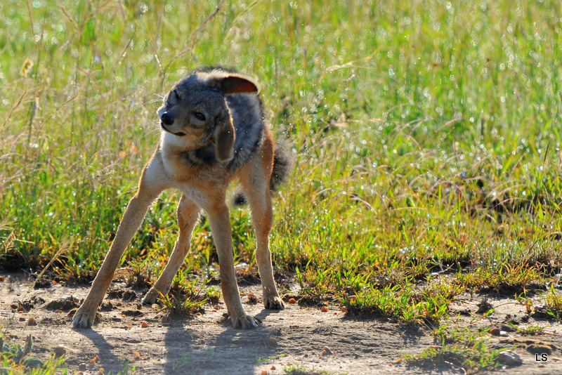 Chacal à chabraque/Black-backed Jackal (3)
